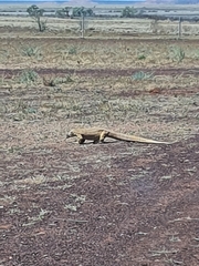 Varanus panoptes panoptes
