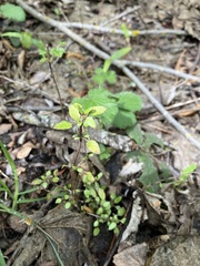 Coprosma propinqua