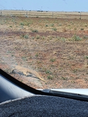 Varanus panoptes panoptes