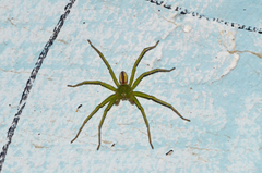 Micrommata