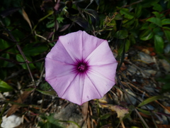 Convolvulus althaeoides