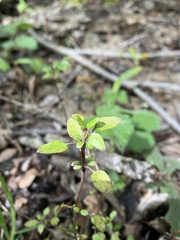 Coprosma propinqua