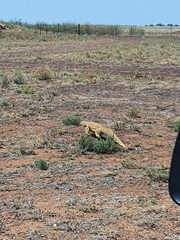 Varanus panoptes panoptes