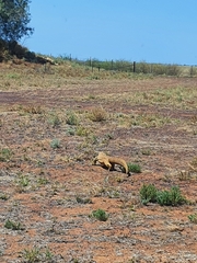 Varanus panoptes panoptes