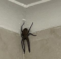 Palystes superciliosus