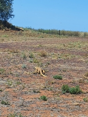 Varanus panoptes panoptes