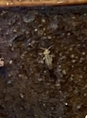 Entomobrya unostrigata