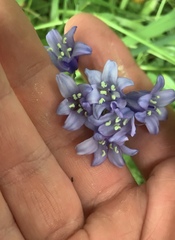 Hyacinthoides