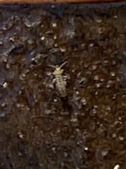 Entomobrya unostrigata