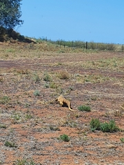 Varanus panoptes panoptes