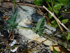 Convolvulus althaeoides