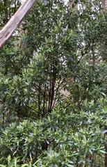 Myrsine salicina