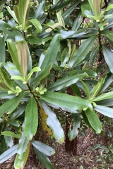 Myrsine salicina