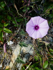 Convolvulus althaeoides