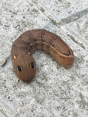 Hippotion celerio
