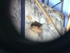 Caracara plancus plancus