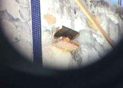 Caracara plancus plancus