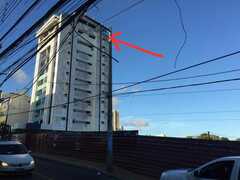 Caracara plancus plancus