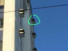 Caracara plancus plancus