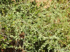 Quercus rotundifolia