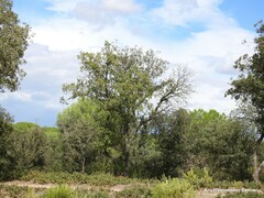 Quercus rotundifolia