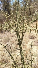 Alhagi maurorum subsp. graecorum image