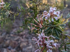Grevillea phylicoides
