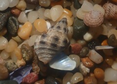 Phycothais reticulata