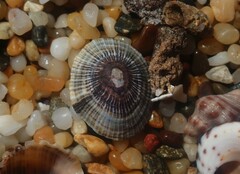 Siphonaria funiculata