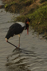 Ephippiorhynchus senegalensis