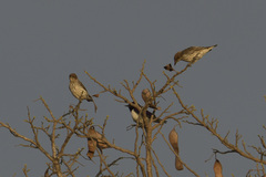 Cinnyricinclus leucogaster