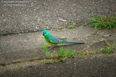 Psephotus haematonotus