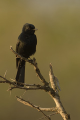 Melaenornis pammelaina