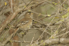 Cercotrichas leucophrys