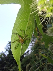 Oxyopes macilentus
