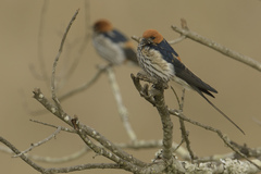 Cecropis abyssinica