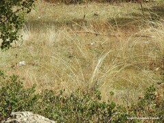 Stipa lagascae