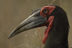 Bucorvus leadbeateri