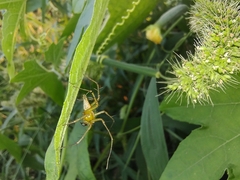 Oxyopes macilentus