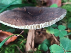 Lactarius picinus