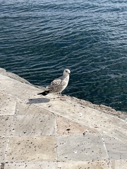 Larus michahellis