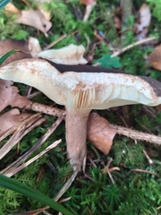 Lactarius picinus