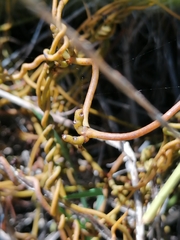 Cassytha ciliolata