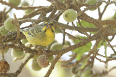 Crithagra mozambica