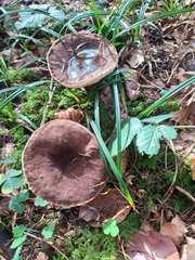 Lactarius picinus