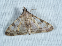 Dysallacta negatalis