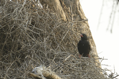 Bubalornis niger niger