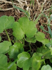 Ranunculus muricatus