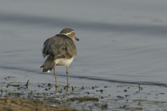 Charadrius tricollaris