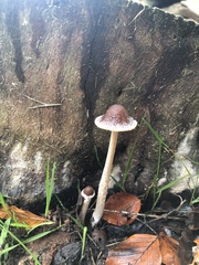 Parasola conopilea